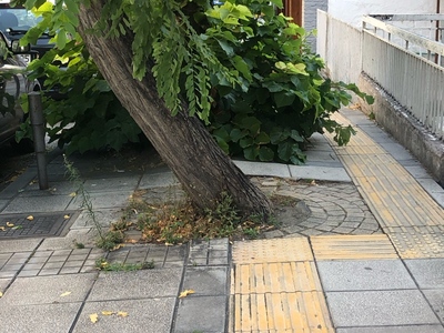 Κλαδια
