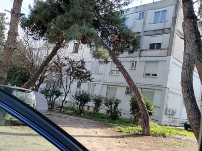 Κοψιμο κ οχι κλαδεμα δέντρου 