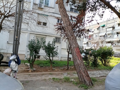 Κοψιμο κ οχι κλαδεμα δέντρου 