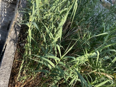 ΚΟΠΗ ΧΟΡΤΩΝ ΚΑΙ ΚΑΛΑΜΙΩΝ  ΣΤΗΝ  ΑΤΑΛΑΝΤΗΣ   ΕΠΕΙΓΟΝ 