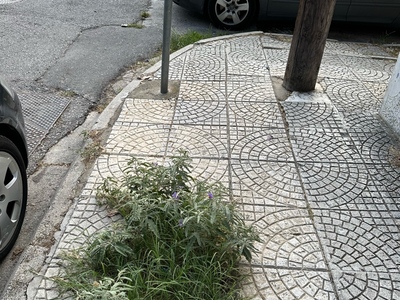Λειπει δεντρο