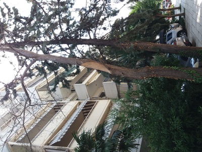 ΞΕΡΟ ΠΛΑΤΑΝΙ ΝΑ ΚΟΠΕΙ ΣΤΗΝ ΖΗΡΓΑΝΟΥ 