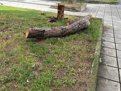 Μαζεμα κομμενων δεντρων