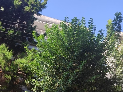 Δεντρα σε καλωδια σεη
