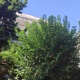Δεντρα σε καλωδια σεη