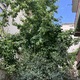 ΚΛΑΔΕΜΑ ΔΕΝΔΡΟΥ