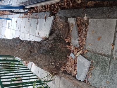 Κλάδεμα Δεντρων