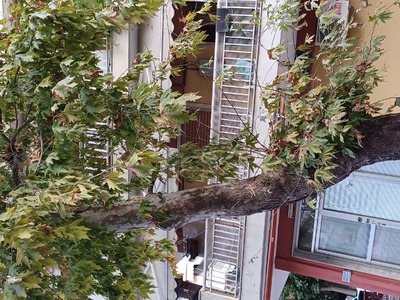 Κλάδεμα Δεντρων