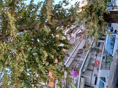Κλάδεμα Δεντρων