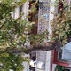 Κλάδεμα Δεντρων