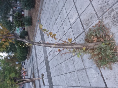 Ετοιμορροπο δεντρακι