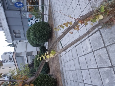 Ετοιμορροπο δεντρακι