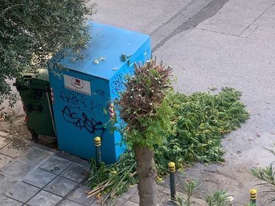 Μάζεμα κλαδιών