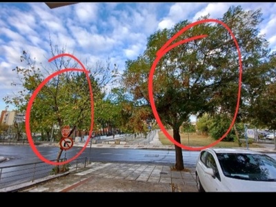 Κλάδεμα δέντρων 