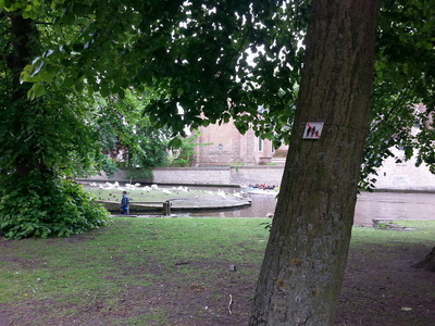 ΚΛΑΔΕΜΑ ΔΕΝΔΡΟΥ ΣΤΗΝ ΚΩΦΙΔΟΥ