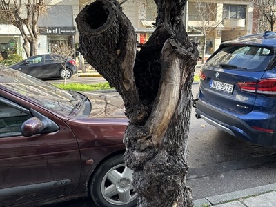 Αντικατασταση δεντρου