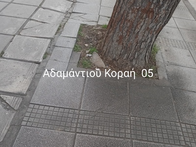 ΚΟΠΗ  ΕΠΙΚΙΝΔΥΝΟΥ  ΠΕΥΚΟΥ  ΣΤΗΝ   ΑΔΑΜΑΝΤΙΟΥ ΚΟΡΑΗ