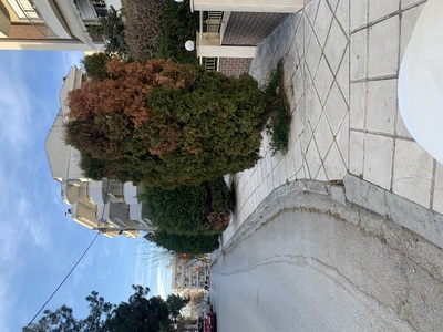 Κλάδεμα δέντρων