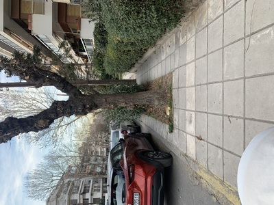 Κλάδεμα θάμνων