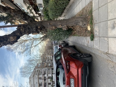 Κλάδεμα θάμνων