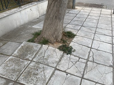 κατεστραμμενες δενδροδοχοι