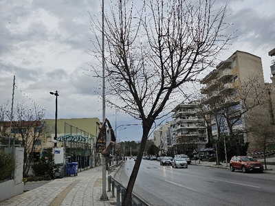 θα πεσει το δέντρο