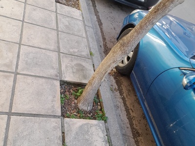 Κενό απο δέντρο και κομμενο δέντρο