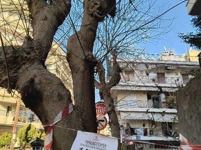 Ακλάδευτα δέντρα ξεχασμένα