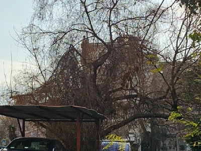 να κλαδεψετε το δέντρο