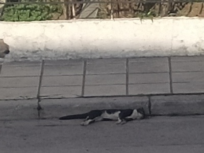 Νεκρή γατούλα