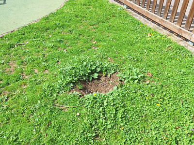 Φύτευση δένδρων   Αλησμονητων Πατριδων,