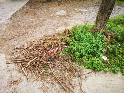 Πεταμένα κλαδιά