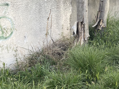 Επικίνδυνα Ξερά Δέντρα