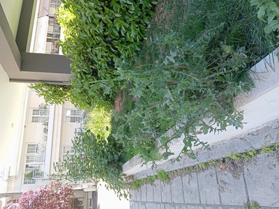 ΚΟΙΝΟΧΡΗΣΤΟ ΠΑΡΤΕΡΙ