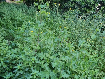Ακούρευτα χορτα  Μητροπολίτου Γρηγορίου Κυδωνιών