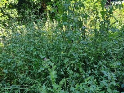 Ακούρευτα χορτα  Μητροπολίτου Γρηγορίου Κυδωνιών