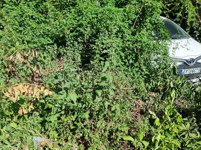 Ακούρευτα χορτα  Μητροπολίτου Γρηγορίου Κυδωνιών