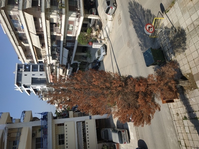 Κοπή άρρωστου δέντρου