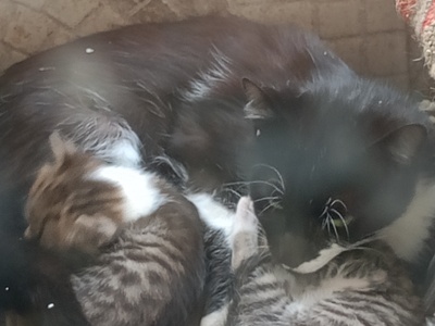 Αδεσποτη γάτα γέννησε στο μπαλκόνι μου