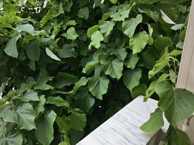 ΑΥΤΟΨΙΑ ΣΕ ΔΕΝΤΡΟ  ΣΤΗΝ ΡΑΓΚΑΒΗ