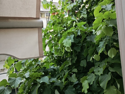 ΑΥΤΟΨΙΑ ΣΕ ΔΕΝΤΡΟ  ΣΤΗΝ ΡΑΓΚΑΒΗ