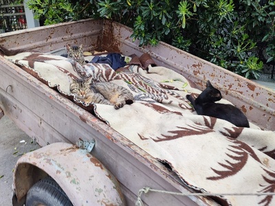 Βρωμια σε στασιμα οχηματα .