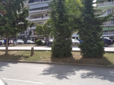 Αφαίρεση κομμένων δεντρων και φυτευση νεων