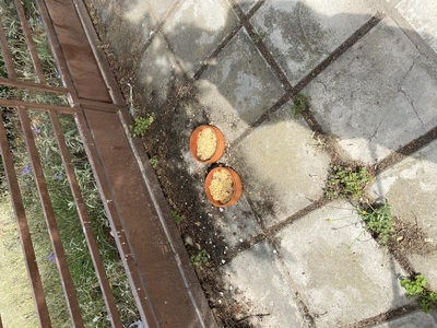 Ρύπανση με φαγητά για γάτες