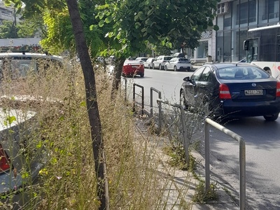 κουρεμα και περοιπηση η κλαδεμα τα δεντρα