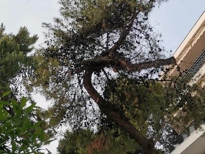 Κλάδεμα πεύκου