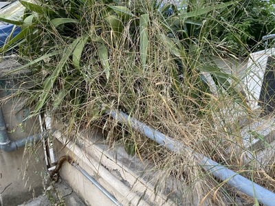 Το παρατημενο Βοτση