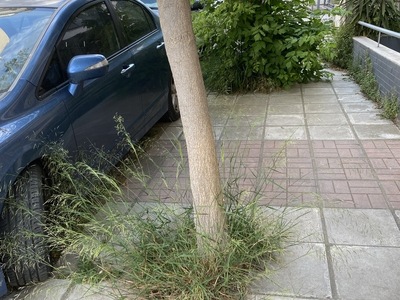 Το παρατημενο Βοτση