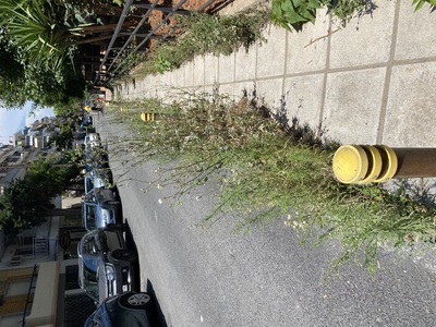 Κοπη χορτων Πουλαντζακη Κρωμνης Παπαγου