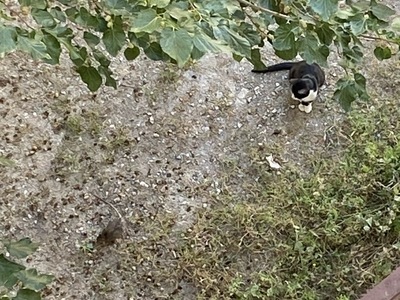 θα μας φανε τα ποντικια